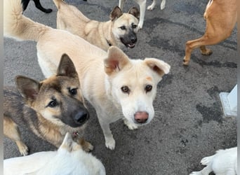 Matthew, sanfter Beobachter sucht ruhiges Herzenszuhause