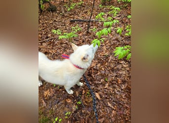 Ella, sanfte Jindo-Mix Hündin sucht geduldige Menschen