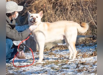 Fido freundlicher, verschmuster Rüde, 5-6 jahre alt ,ca 20 kg,