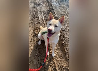 Fido freundlicher, verschmuster Rüde, 5-6 jahre alt ,ca 20 kg,