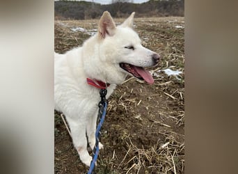 Paprika, liebevollle Jindo-Mix Mama
