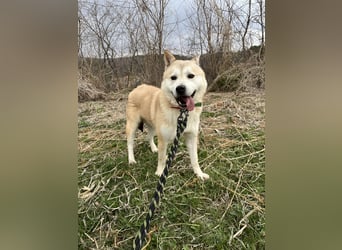 Bagel, sanfter Jindo-Mix sucht ein liebevolles Zuhause
