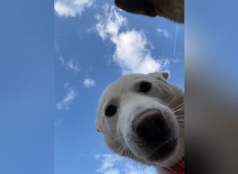 Zenne, ein Wirbelwind