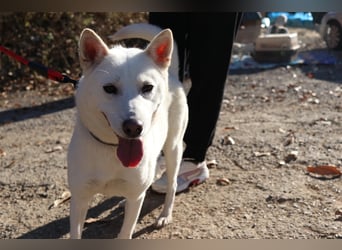 Laia ,sanfte ,wohlerzogene Mischlingsdame,ca.6 Jahre, etwa 20 kg