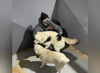 Laia ,sanfte ,wohlerzogene Mischlingsdame,ca.6 Jahre, etwa 20 kg