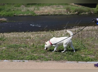 Laia ,sanfte ,wohlerzogene Mischlingsdame,ca.6 Jahre, etwa 20 kg