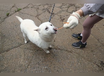 Laia ,sanfte ,wohlerzogene Mischlingsdame,ca.6 Jahre, etwa 20 kg