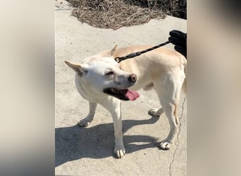 Fido freundlicher, verschmuster Rüde, 5-6 jahre alt ,ca 20 kg,