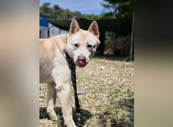 Solar, ruhiges, aktives Hundemädchen