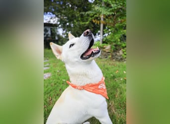 Jirisan, sucht ein Herz und ein Zuhause für immer