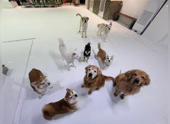 Soonsim, freundliche, bezaubernde Hündin