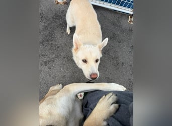 Matthew, sanfter Beobachter sucht ruhiges Herzenszuhause