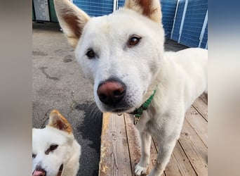 Cheong-A, kleine Überlebenskünstlerin