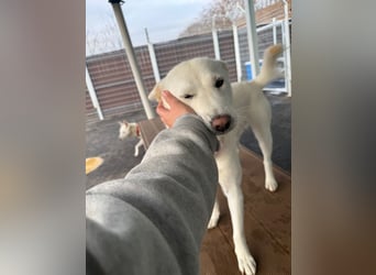 Zenne, ein Wirbelwind