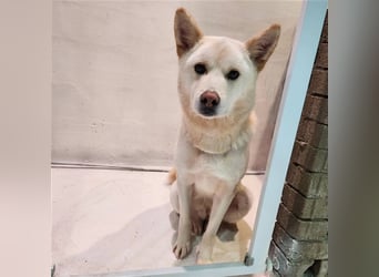 Soonsim, freundliche, bezaubernde Hündin