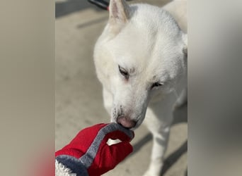 Laia ,sanfte ,wohlerzogene Mischlingsdame,ca.6 Jahre, etwa 20 kg