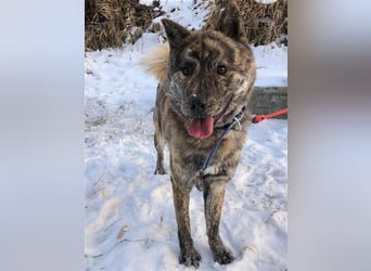 Salem, kastr.Rüde 2019 geb. sucht aktive Familie für große Abenteuer und Kuscheleinheiten