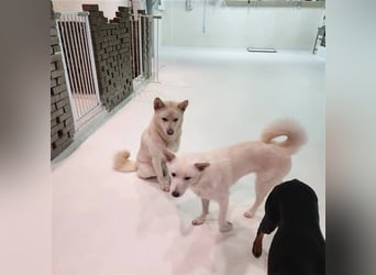 Soonsim, freundliche, bezaubernde Hündin