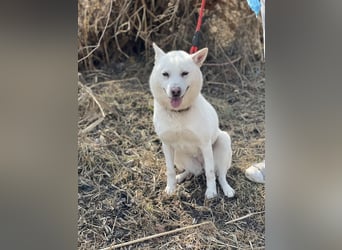 Laia ,sanfte ,wohlerzogene Mischlingsdame,ca.6 Jahre, etwa 20 kg