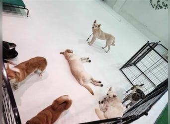 Soonsim, freundliche, bezaubernde Hündin