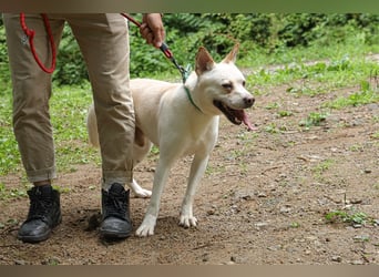 Fido freundlicher, verschmuster Rüde, 5-6 jahre alt ,ca 20 kg,