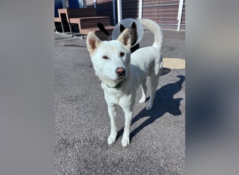 Cheong-A, kleine Überlebenskünstlerin