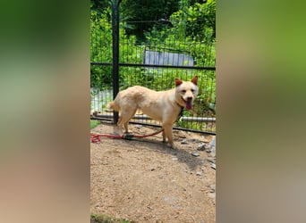 Solar, ruhiges, aktives Hundemädchen