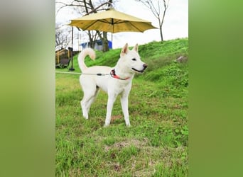 Jirisan, sucht ein Herz und ein Zuhause für immer