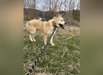 Bagel, sanfter Jindo-Mix sucht ein liebevolles Zuhause