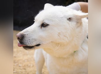 Paprika, liebevollle Jindo-Mix Mama