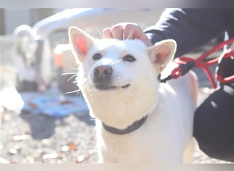 Laia ,sanfte ,wohlerzogene Mischlingsdame,ca.6 Jahre, etwa 20 kg