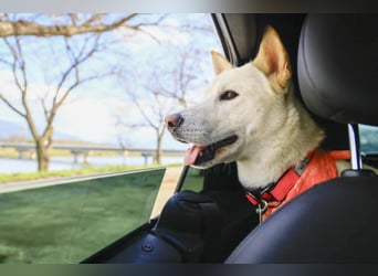 Jirisan, sucht ein Herz und ein Zuhause für immer