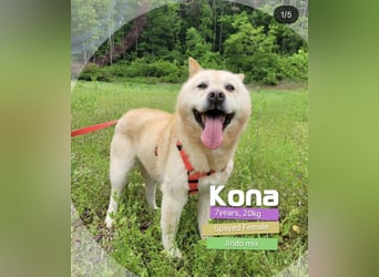 Kona, sanftes Teddymädchen möchte endlich ein Körbchen haben 20kg, 2017 geb., sehr lieb