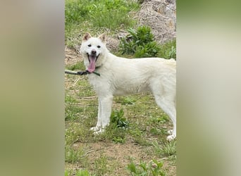 Kobi, süßer Typ für die Couch und für Aktivitäten