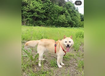 Kona, sanftes Teddymädchen möchte endlich ein Körbchen haben 20kg, 2017 geb., sehr lieb