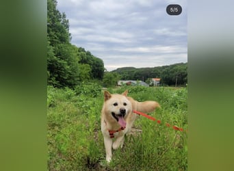Kona, sanftes Teddymädchen möchte endlich ein Körbchen haben 20kg, 2017 geb., sehr lieb