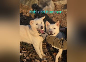 Kobi, süßer Typ für die Couch und für Aktivitäten