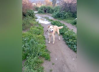 **LUIS** Korea Jindo-Labrador-Mix, Rüde kastriert, ca 4 Jahre