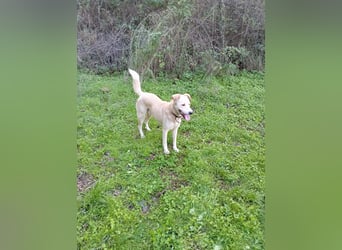 **LUIS** Korea Jindo-Labrador-Mix, Rüde kastriert, ca 4 Jahre