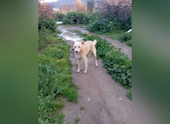 **LUIS** Korea Jindo-Labrador-Mix, Rüde kastriert, ca 4 Jahre