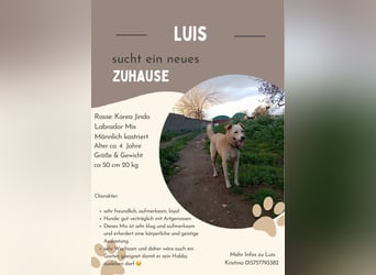**LUIS** Korea Jindo-Labrador-Mix, Rüde kastriert, ca 4 Jahre