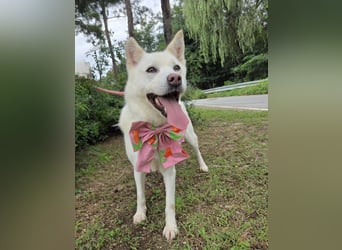 süsses Hundemädchen sucht Körbchen, 2020 geb, 23kg, 55 cm Schulterhöhe