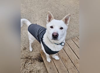 Sunhee, süsse Hündin ,liebt Menschen und Hunde