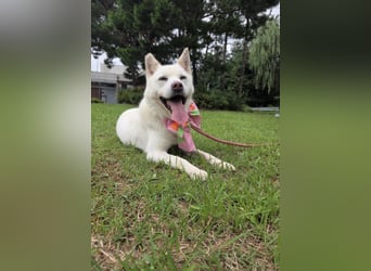 süsses Hundemädchen sucht Körbchen, 2020 geb, 23kg, 55 cm Schulterhöhe