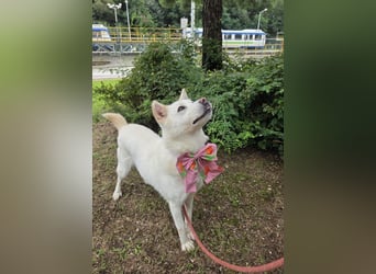 süsses Hundemädchen sucht Körbchen, 2020 geb, 23kg, 55 cm Schulterhöhe