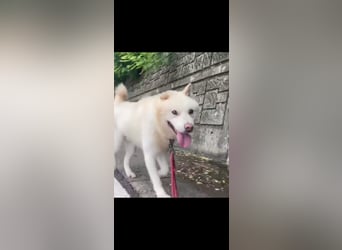 Jiwoo, bitte helft, warum sieht dich keiner, warum nur, er ist so lieb und freundlich