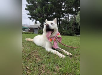 süsses Hundemädchen sucht Körbchen, 2020 geb, 23kg, 55 cm Schulterhöhe