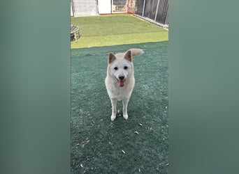 Cheese, lieber Rüde, letzter Versuch für ein zu Hause