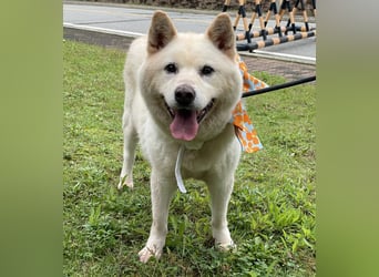 Loki der Schatz auf vier Pfoten