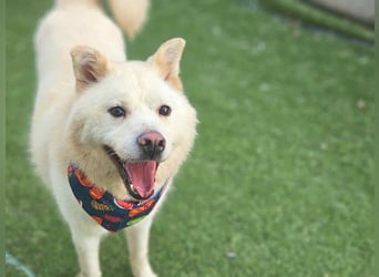 Howie, der Schatz auf vier Pfoten möchte Dein Begleiter werden